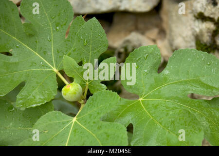 Figs ripening, leaves and raindrops Stock Photo