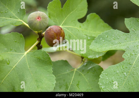 Figs ripening, leaves and raindrops Stock Photo
