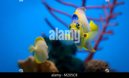 Queen angelfish sharing the aquarium with a yellow angelfish with coral in the background. Stock Photo