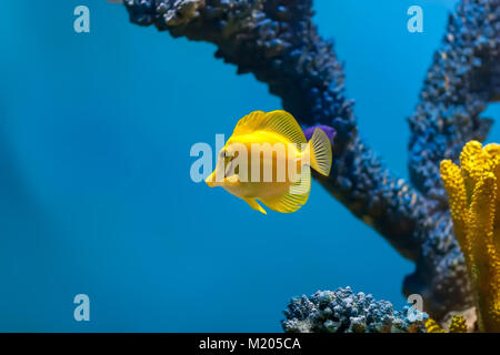 The yellow angelfish is swimming past a coral display in the aquarium Stock Photo