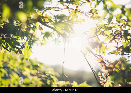 Amongst the green tea plants at Boseong Tea Plantation, South Korea Stock Photo