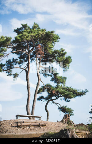 Amongst the green tea plants at Boseong Tea Plantation, South Korea Stock Photo