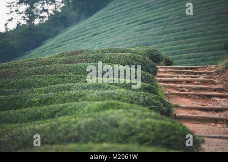 Amongst the green tea plants at Boseong Tea Plantation, South Korea Stock Photo