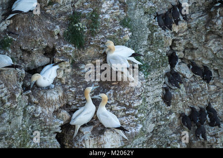 High view close-up of nesting seabirds (gannets & guillemots) on rocky chalk cliff-side nests - Bempton Cliffs RSPB reserve, East Yorkshire, England2 Stock Photo