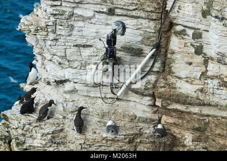 Seabirds (guillemots & kittiwakes) nesting & standing on chalk cliff-side under CCTV camera - Bempton Cliffs RSPB reserve, East Yorkshire, England. Stock Photo