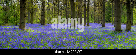 Panoramic image of bluebells at Blickling. Stock Photo