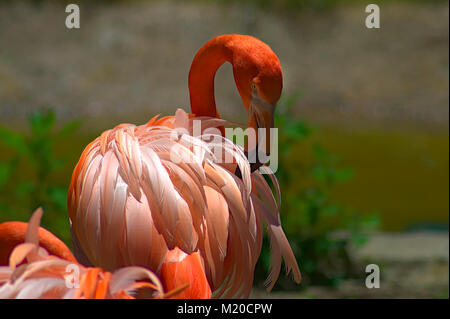 Flamiingo at Baltimore Zoo Stock Photo