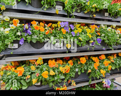 Close up of racks of flats of pansy flowers or pansies, Violales, Violaceae, Viola, in a retail garden center hot house or greenhouse in Auburn AL USA Stock Photo