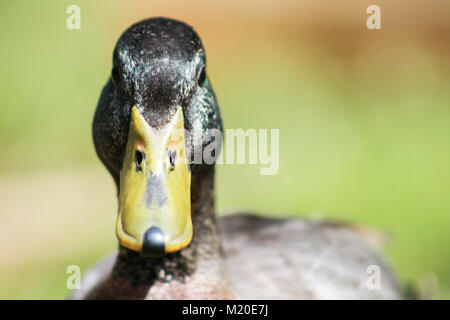 green headed male duck/drake Stock Photo