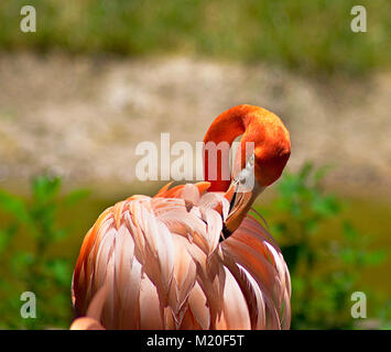 Flamingos at Baltimore Zoo Stock Photo