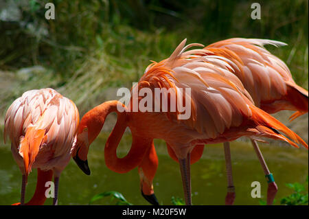 Flamingos at Baltimore Zoo Stock Photo