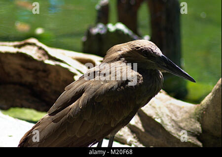 American Bittern in Baltimore Zoo Stock Photo