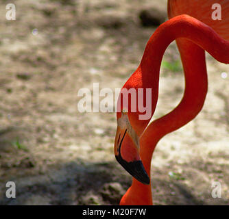 Flamingos at Baltimore Zoo Stock Photo