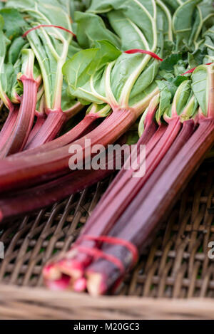 Fresh rhubarb plant in woven basket, closeup. Organic bundles of rhubarb with red stems, green leaves at market in Sydney, Australia. Stock Photo