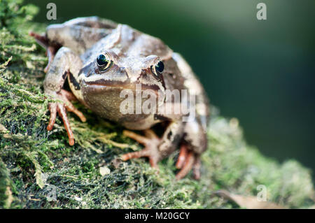 Green and brown frog in the nature - close up Stock Photo