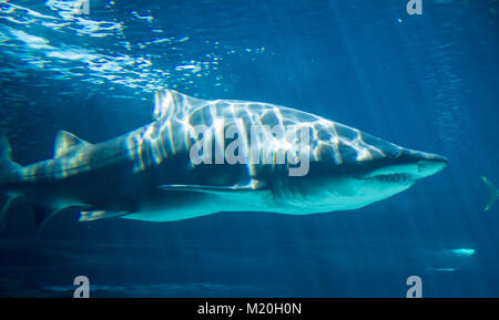 dangerous and huge shark swimming under sea Stock Photo