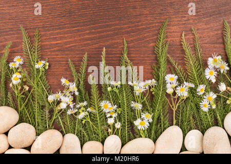 Wildflowers growing from white stones on a dark wooden background. Conceptual image Stock Photo
