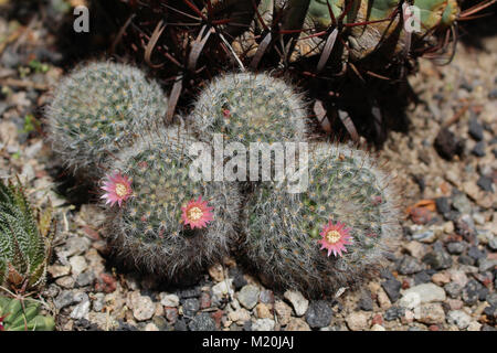 Group of Mamillaria sp. cacti with flowers