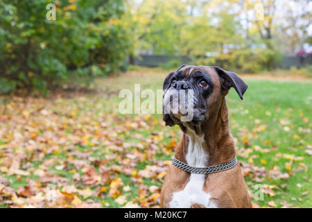 german boxer is looking for dog biscuit Stock Photo