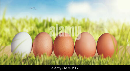 Row of chicken eggs in a green scenery Stock Photo