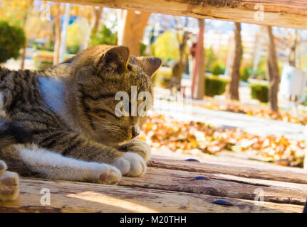 It is cat in the park.it is sitting in people legs and waiting for rubbing Stock Photo