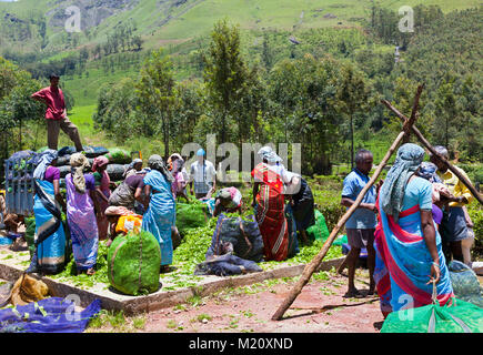 Tea pickers' collection point at Madupatty, near Munnar, in Kerala, India. Stock Photo