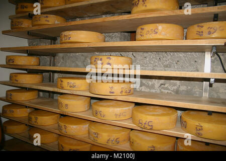 Rows of cheese rounds on wooden shelves in store or at milk factory. Cheeses on shelves. Stock Photo