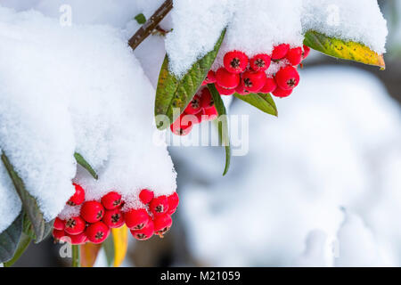 Red berries of Cotoneaster seen after a heavy snowfall. Stock Photo