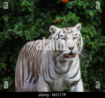 White bengal tiger at Loro Parque, Tenerife 2016 Stock Photo