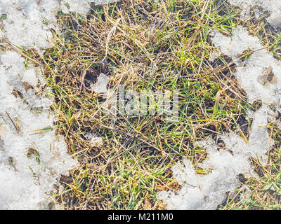 Green grass breaks through the spring melting snow background Stock Photo