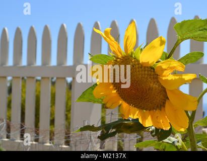 Single sunflower growing  in a white picket fence garden on a hillside overlooking the ocean Stock Photo