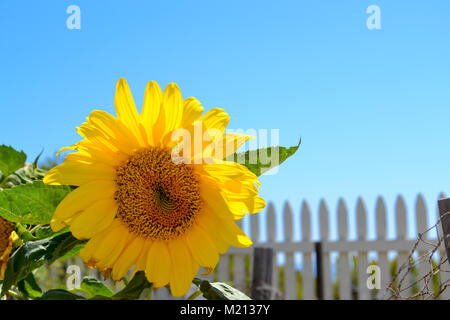 Single sunflower growing  in a white picket fence garden on a hillside overlooking the ocean Stock Photo