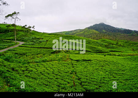 Rancabali Tea Plantation, Ciwidey, Bandung, West Java, Indonesia Stock Photo