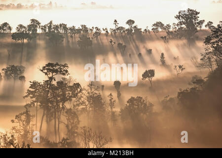 The first rays of the rising sun pass through the fog Stock Photo