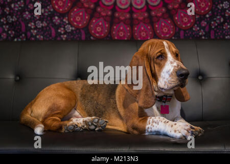 Basset Hound dog laying on couch at home Stock Photo