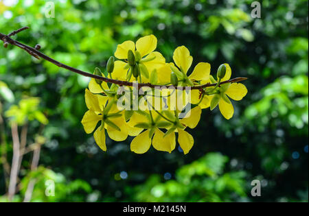 Ochna integerrima flowers at the park in spring time. Stock Photo