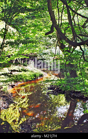New Forest Stream, Hampshire, England Stock Photo