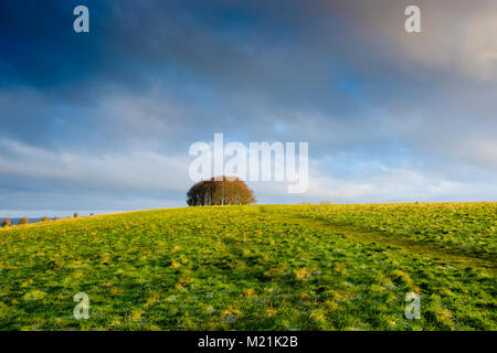 Win Green in Wiltshire in the Morning Stock Photo