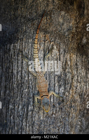 Cuvier's Madagascar Swift - Oplurus cuvieri, Madagascar west coast. Tsingy. Large lizard. Stock Photo