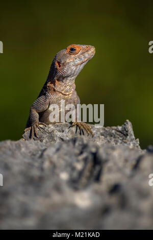 Cuvier's Madagascar Swift - Oplurus cuvieri, Madagascar west coast. Tsingy. Large lizard. Stock Photo