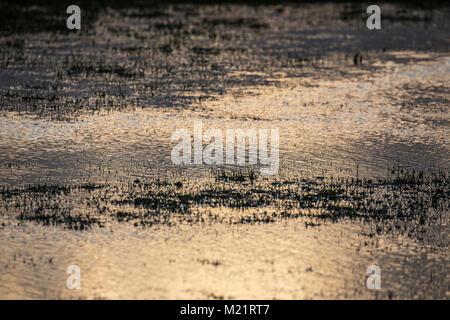 Flooded grass field at sunrise with reflected dawn light Stock Photo