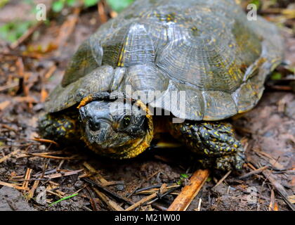 Wood turtle, Glyptemys insculpta, on the forest floor of Brule River State Forest in Wisconsin, USA. Stock Photo