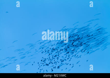 Swarming of the bats in Mulu National Park, Borneo, Malaysia Stock Photo