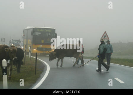 Peasants and cows crossing a road in Northern Italy on foggy day