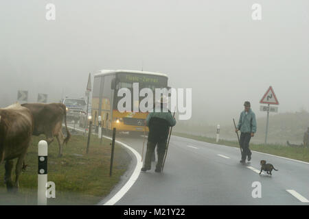 Peasants and cows crossing a road in Northern Italy on foggy day