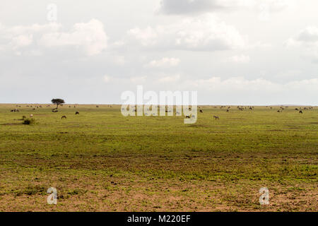 Field with zebras (Equus) and blue wildebeest (Connochaetes taurinus), common wildebeest, white-bearded wildebeest or brindled gnu, in Serengeti, Tanz Stock Photo