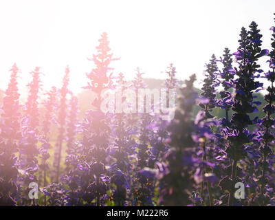 Violet salvia divinorum flowers in a field, backlited Stock Photo