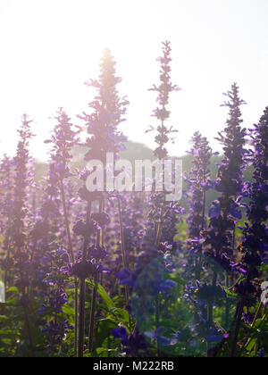 Violet salvia divinorum flowers in a field, backlited Stock Photo