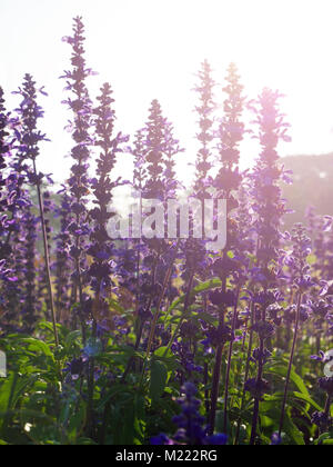 Violet salvia divinorum flowers in a field, backlited Stock Photo