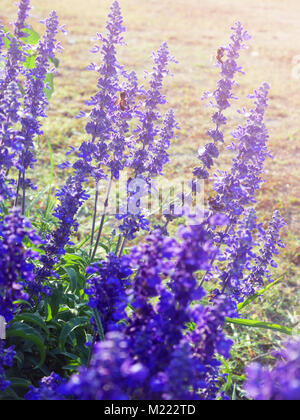 Violet salvia divinorum flowers in a field, backlited Stock Photo